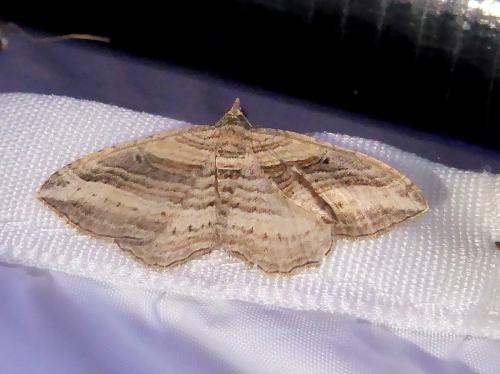 Réf. 290 449 : Costaconvexa polygrammata